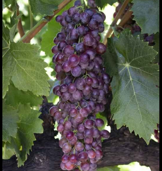 Ruby seedless-2
