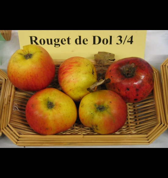 Rouget de DOL-2
