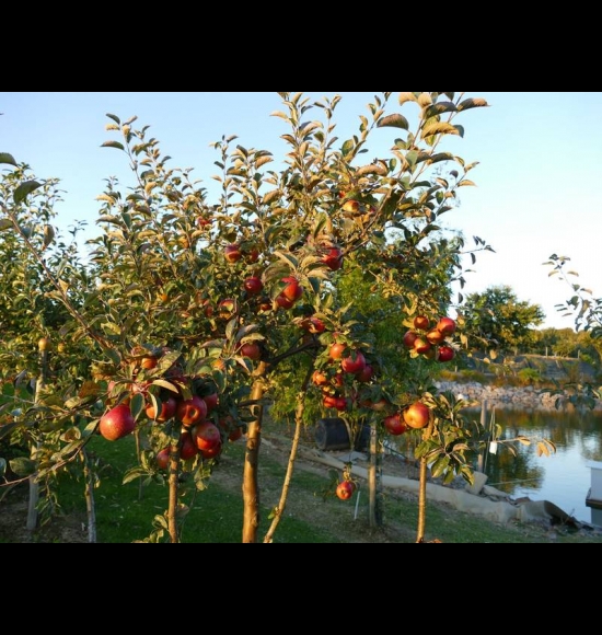 Rouget de DOL-4