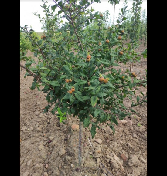 Apyrena-3