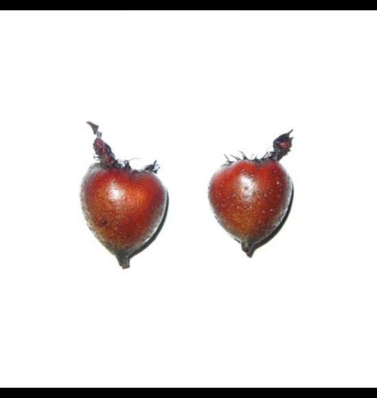 Apyrena-3