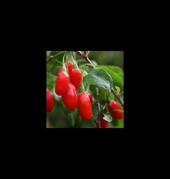 Lifeberry-2