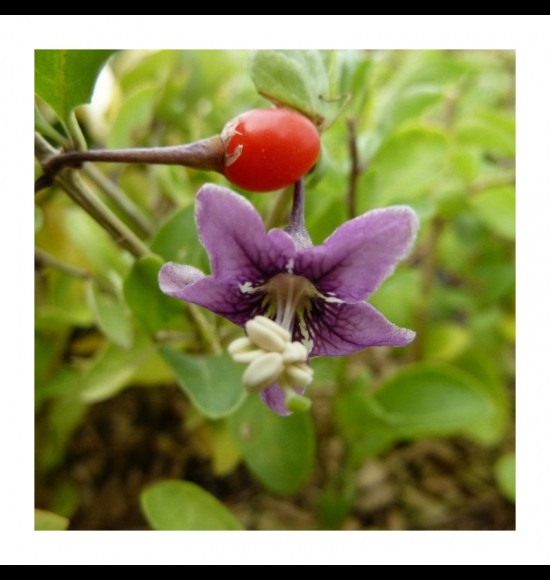 Lifeberry-2