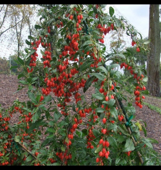 BigLifeBerry-2