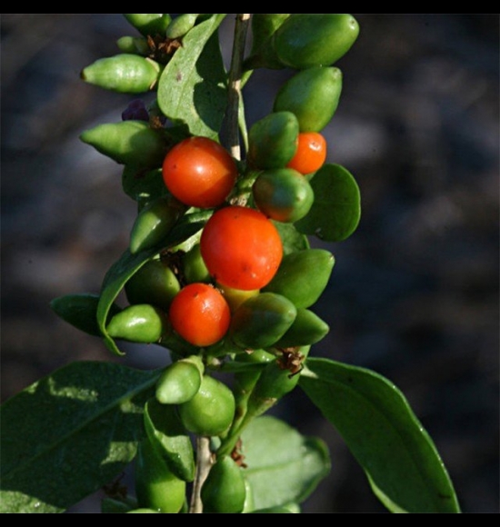BigLifeBerry-2