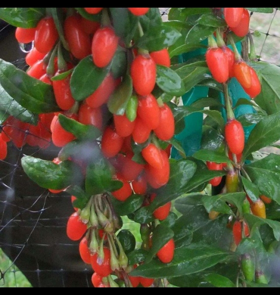 BigLifeBerry-2
