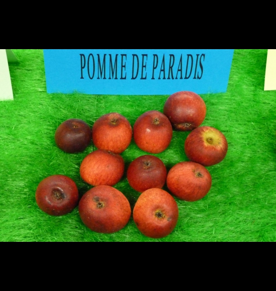 De Paradis-2