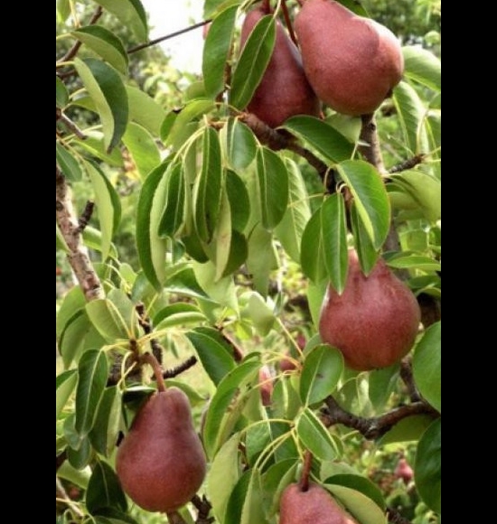 Poire williams rouge-2