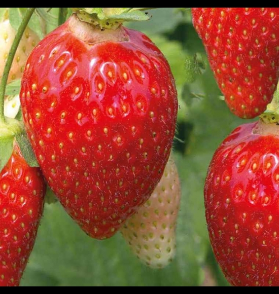 Ciflorette®-2