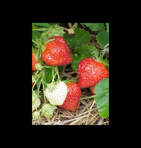 Ostara-2