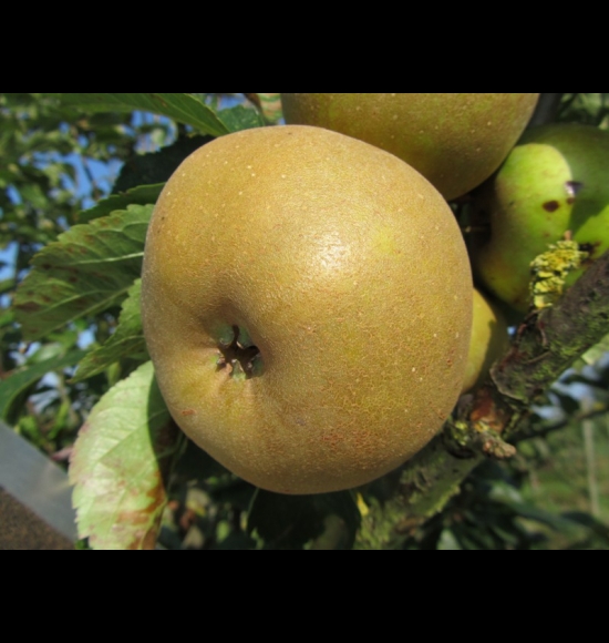 reinette grise de canada-2