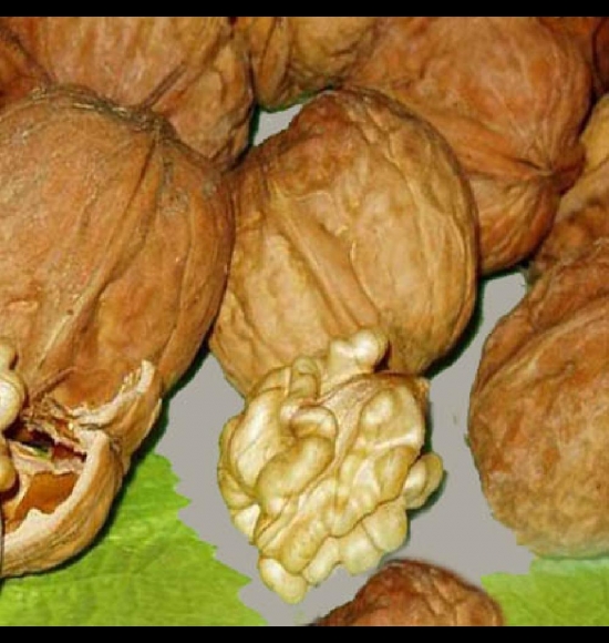 Meylanaise-2