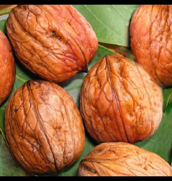 Meylanaise-3
