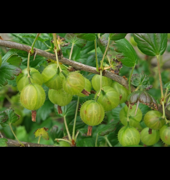 Ribes uva-crispa-3
