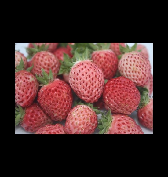 Bubbleberry-2