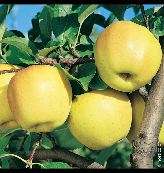 Golden Delicious-2