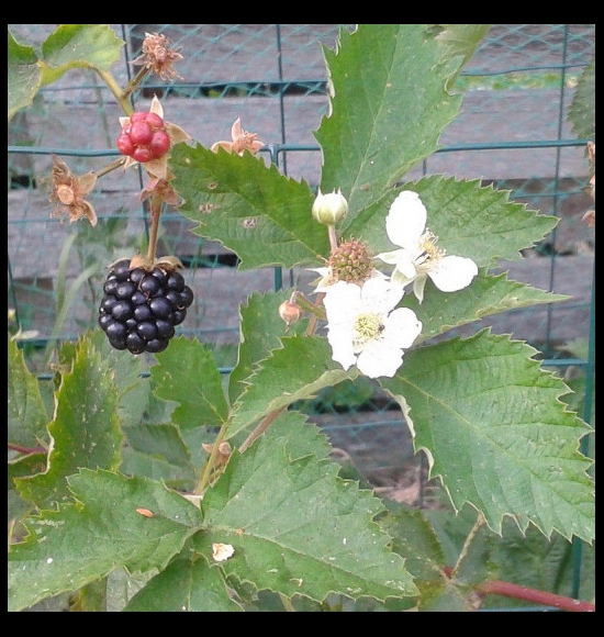 Smoothstem-2
