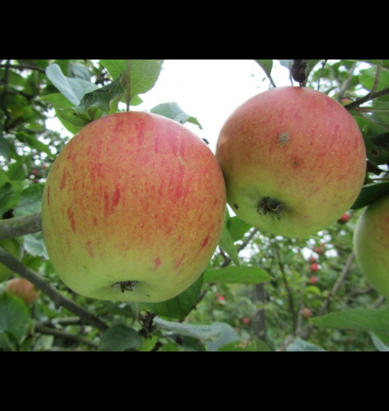 Peasgood Non Such-2