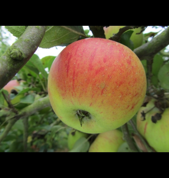 Peasgood Non Such-2