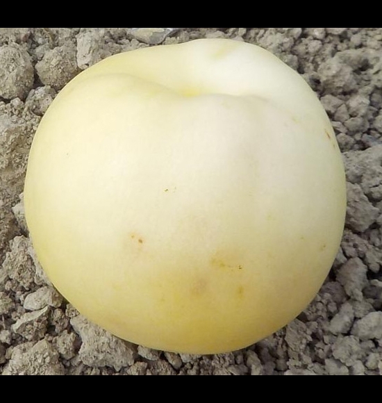 Nectarine blanche d'Antilly-2
