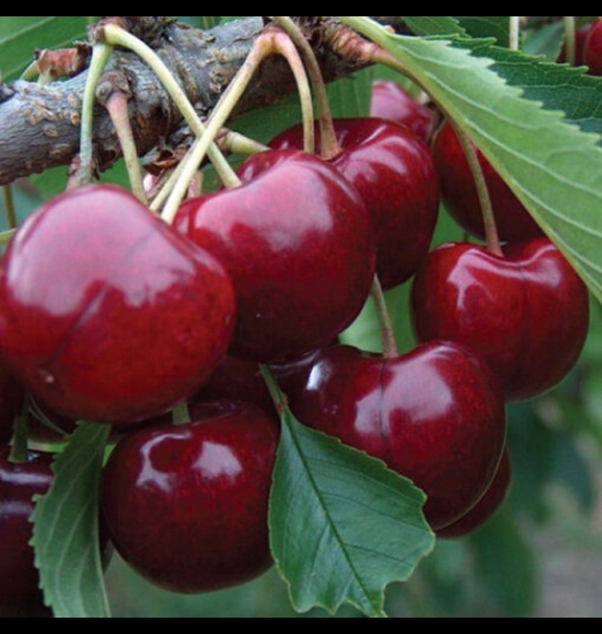 Coeur de boeuf-3