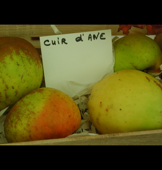Cuir d'âne-2