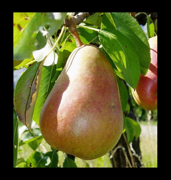 Beurré Clairgeau-2