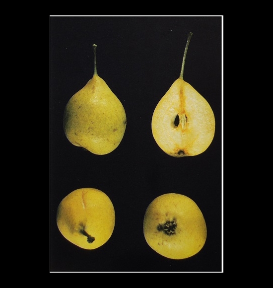 Appicadolza-2