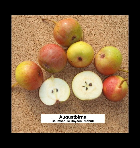 Augustbirne-2