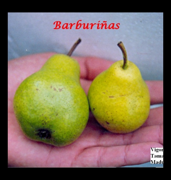 Barburiñas-2