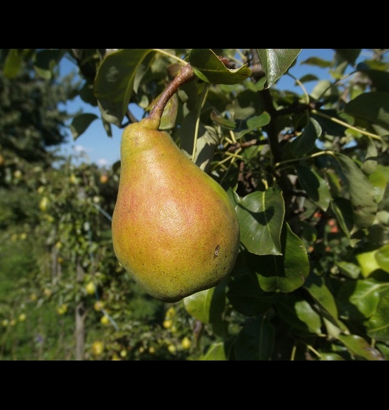 Belle des Abrès-2