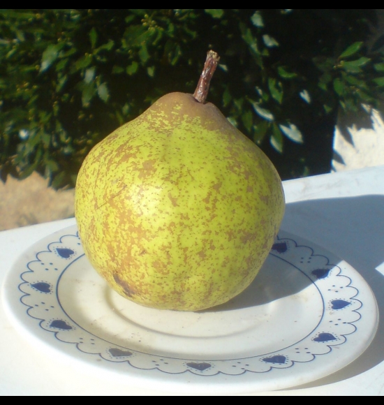 Bergamote de Parthenay-2