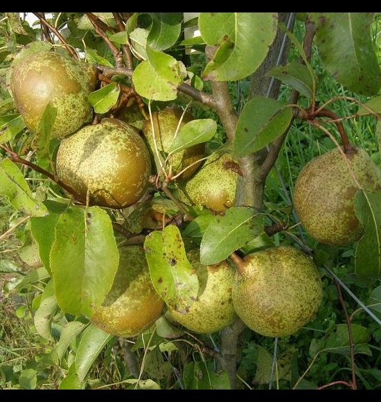 Bergamote Esperen-2