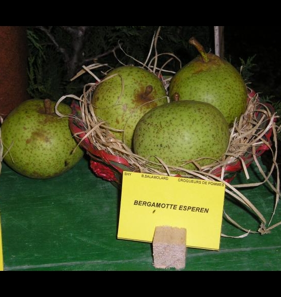 Bergamote Esperen-2