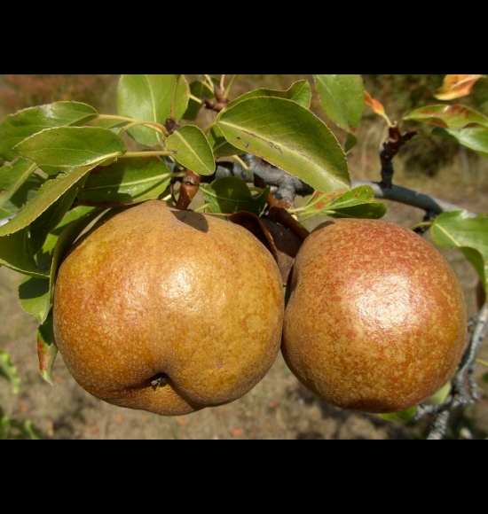 Bergamote Fortuné-2